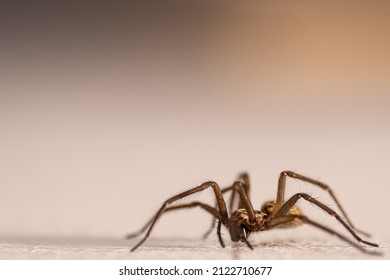 Giant House Spider On The Wall