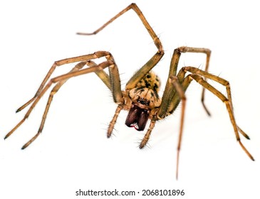 A Giant House Spider On A White Background.