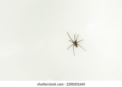 Giant House Spider On White