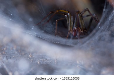 The Giant House Spider (Tegenaria Sp)