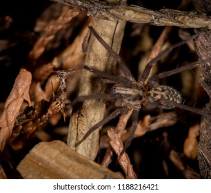 Giant House Spider In A UK Garden In The Autumn