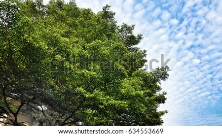 A giant "Hu Kra Jong" tree (or Terminalia ivorensis Chev.) spreads its branches and leaves across the dark blue sky with bank of clouds on sunny day, for use as background of majestic nature