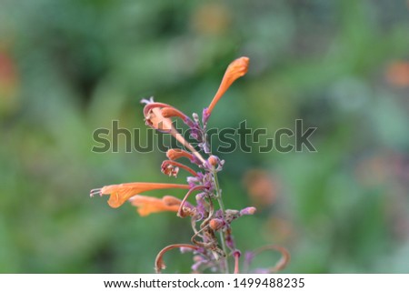 Giant hyssop Apricot Sprite - Latin name - Agastache aurantiaca Apricot Spire
