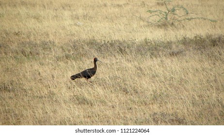 Giant Ibis Bird_India