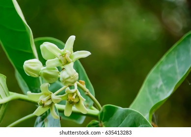 Giant Indian Milkweed are commonly used to make garlands for the monks. - Shutterstock ID 635413283
