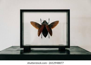 giant insect in a display case, euchroma gigantea