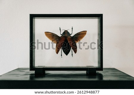 giant insect in a display case, euchroma gigantea