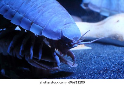 Giant Isopod Up Close