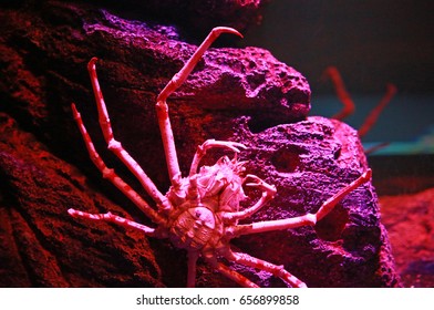 Giant Japanese Spider Crab