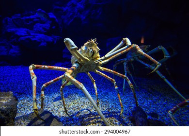 Giant Japanese spider crab in  aquarium