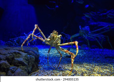 Giant Japanese spider crab in  aquarium