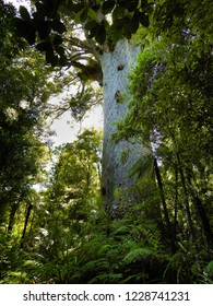 Giant Kauri Tree, Tane Mahuta In New Zealand