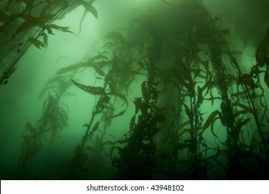 Giant Kelp Forest (Macrocystis Pyrifera) Underwater Off California