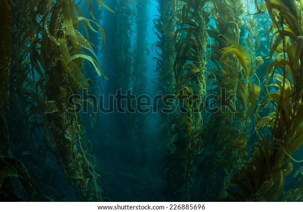 Giant kelp grows in a thick underwater forest\
near the Channel Islands in California. Kelp provides an important\
habitat for many fish and invertebrates and can grow quickly in the\
right conditions.