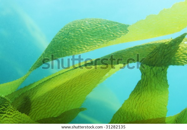 Giant Kelp (Macrocystis pyrifera) fronds / leaves\
in blue ocean