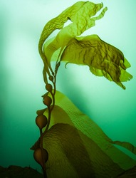 Giant Kelp (Macrocystis Pyrifera) Grows In Extensive Forests Off The Coast Of Northern California. It Is A Fast Growing Species Of Large Brown Algae That Provides Habitat For Many Temperate Organisms.