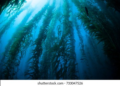 kelp forest plants