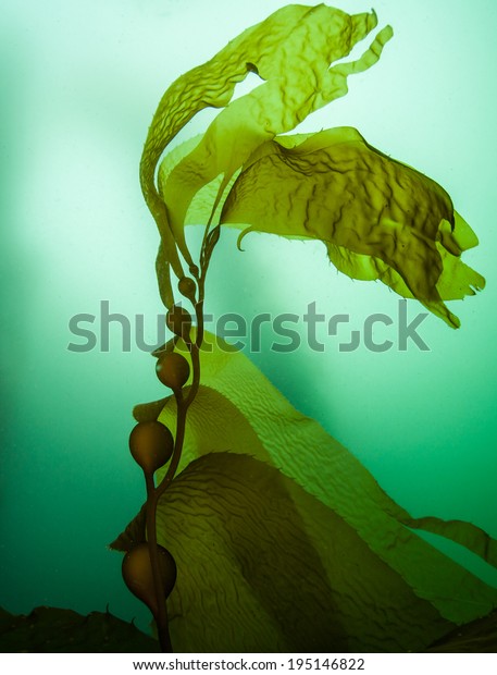 Giant kelp (Macrocystis pyrifera) grows in\
extensive forests off the coast of northern California. It is a\
fast growing species of large brown algae that provides habitat for\
many temperate organisms.