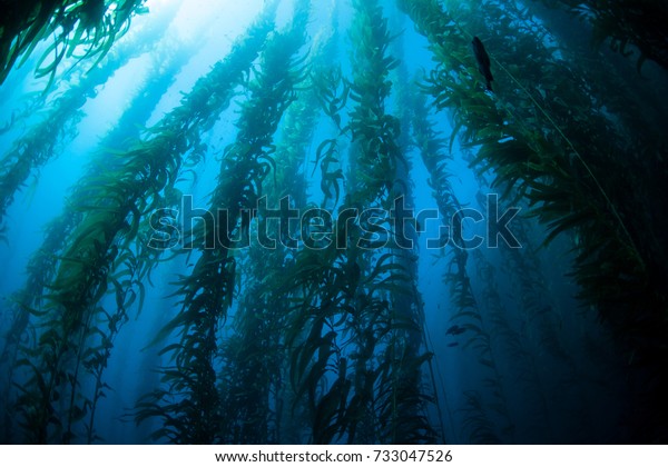 Giant kelp (Macrocystis pyrifera) grows in a\
thick, underwater forest near the Channel Islands in California.\
This area is part of a National Park and is teeming with thousands\
of marine species.
