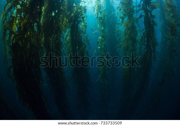 Giant kelp (Macrocystis pyrifera) grows in a\
dense, underwater forest near the Channel Islands in California.\
This area is part of a National Park and is teeming with thousands\
of marine species.