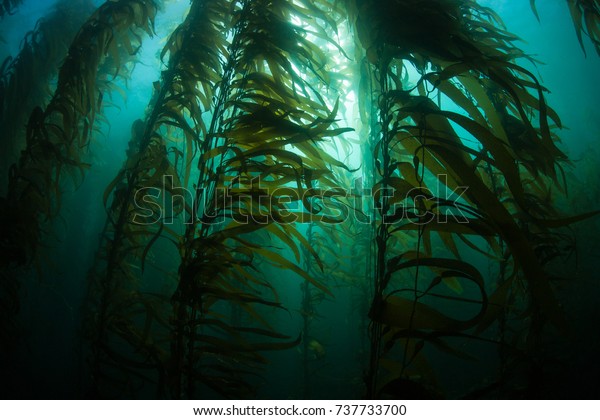 Giant kelp (Macrocystis pyrifera) grows in a\
thick, submerged forest near the Channel Islands in California.\
This area is part of a National Park and is teeming with thousands\
of marine species.