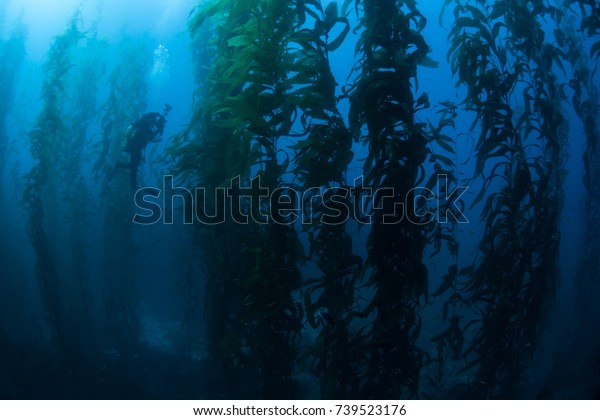Giant kelp (Macrocystis pyrifera) grows in a\
thick, submerged forest near the Channel Islands in California.\
This area is part of a National Park and is teeming with thousands\
of marine species.