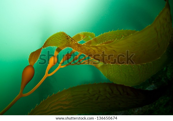 Giant kelp (Macrocystis pyrifera) is a species\
of large brown algae that grows along the Pacific coast of the\
United States and\
southward,
