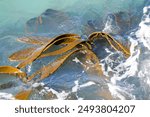 Giant Kelp swaying in the sea