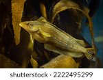 The Giant Kelpfish (Heterostichus rostratus) inhabits kelp forests along the west coast of North America from  California to Baja California in Mexico.  