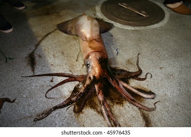 Giant Killer Squid Releasing Ink On Stock Photo 45976435 | Shutterstock