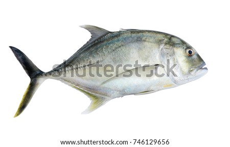 Giant kingfish or  Giant trevally, Lowly trevally on white background.