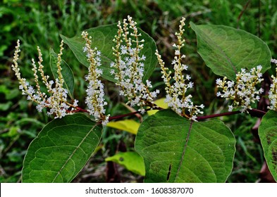 Giant Knotweed Fallopia Sachalinensis Known Sakhalin Stock Photo ...