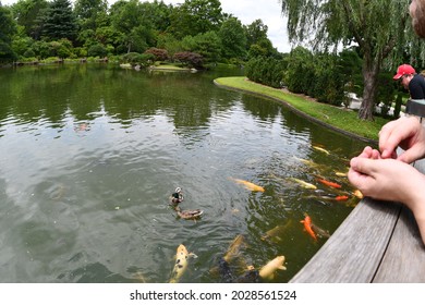 Giant Koi Fish In A Pond At The Missouri Botanical Garden In St. Louis. People Lean Over A Railing. There Are Hands With Food In Them. Picture Taken On July 19th, 2021.