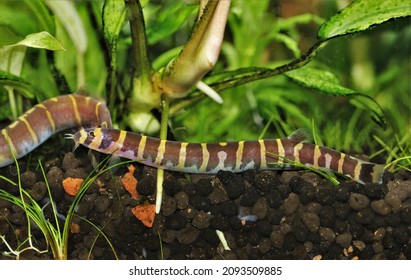 Giant Kuhli loach fish (Myer loach) in freshwater aquarium with aquatic plants background. Pangio myersi is freshwater ornamental fish that look like water snake.