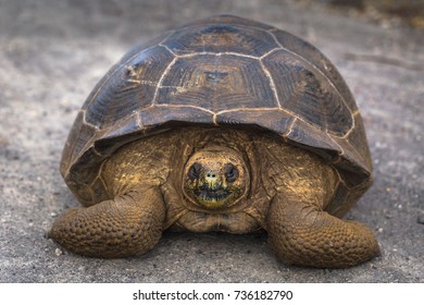 Giant Land Tortoise On Road Isabela Stock Photo 735655885 | Shutterstock