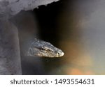 Giant large vicious monitor lizard reptile lurking swimming half submerged in murky river water hiding under the shadow of concrete cement bridge waiting to catch pound on its prey. Selective focus