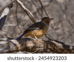 The giant laughingthrush is a specialty bird in China,inhabiting mountainous areas with an altitude of 2135-4115 meters. Taken in Yading Scenic Area, Daocheng, Sichuan
Prowine.       