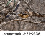 The giant laughingthrush is a specialty bird in China,inhabiting mountainous areas with an altitude of 2135-4115 meters. Taken in Yading Scenic Area, Daocheng, Sichuan
Prowine.       