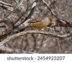 The giant laughingthrush is a specialty bird in China,inhabiting mountainous areas with an altitude of 2135-4115 meters. Taken in Yading Scenic Area, Daocheng, Sichuan
Prowine.       