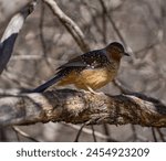 The giant laughingthrush is a specialty bird in China,inhabiting mountainous areas with an altitude of 2135-4115 meters. Taken in Yading Scenic Area, Daocheng, Sichuan
Prowine.       