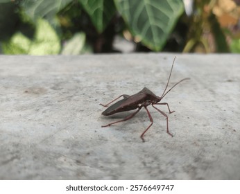 A giant leaf footed bug, an insect has smell bad to protect herself