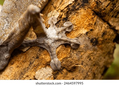 Giant Leaf-tail Gecko - Uroplatus fimbriatus, Madagascar rain forest, Rare well masked gecko, endemic in Madagascar, Mimicry, Camouflage. (Macro, close up) - Powered by Shutterstock