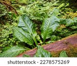 Giant leaves in Tongass national forest Alaska     