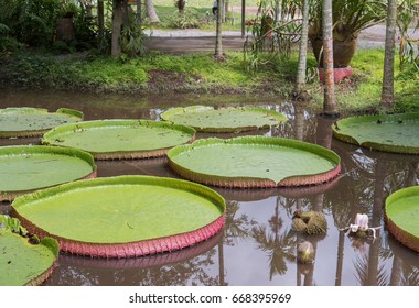 Giant leaves of the Victoria water lily in pool.