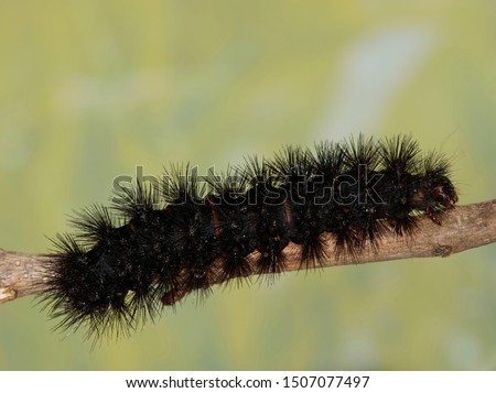 Giant Leopard Moth caterpillar (Hypercompe scribonia) in Houston, TX. A fuzzy Woolly Bear caterpillar species.