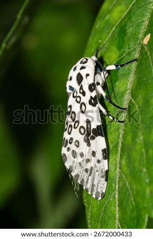 Giant Leopard Moth - Hypercompe scribonia
