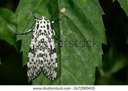 Giant Leopard Moth - Hypercompe scribonia