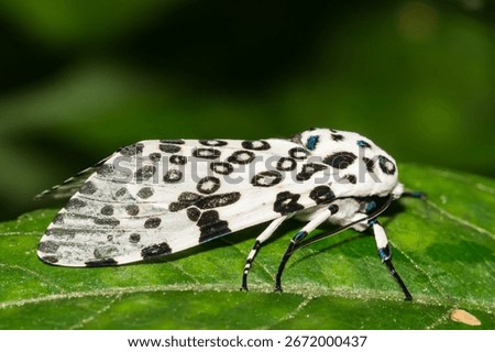 Giant Leopard Moth - Hypercompe scribonia