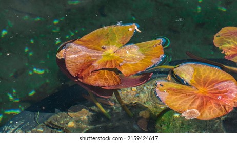 Giant Lily Pad In The Fall