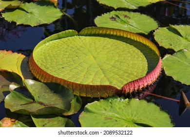 Giant Lily Pad Floating In The Local Lily Pond.